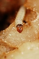 Research: Moth larvae spit boosts potato yield